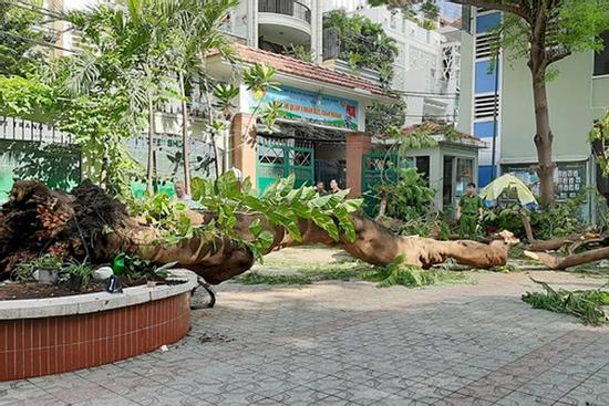 Vụ cây phượng bật gốc: Thêm hai học sinh bị gãy xương, 4 em ra viện