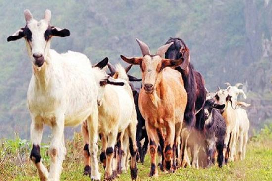 Top 4 con giáp miệng nói lời hay, lòng nghĩ điều tốt, nhận nhiều may mắn