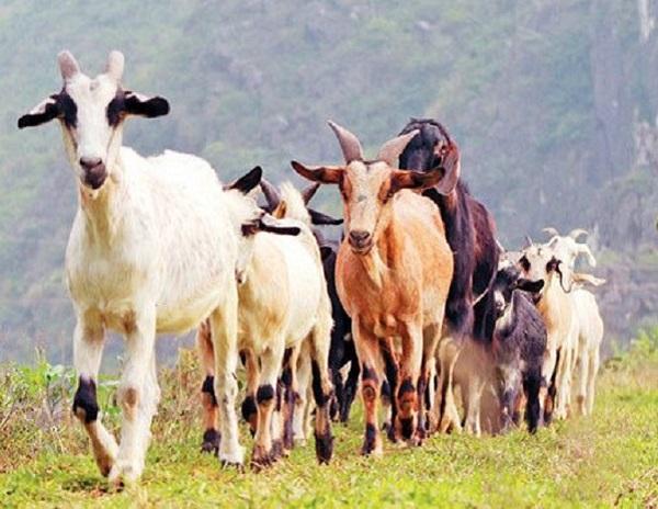 Top 4 con giáp miệng nói lời hay, lòng nghĩ điều tốt, nhận nhiều may mắn-2