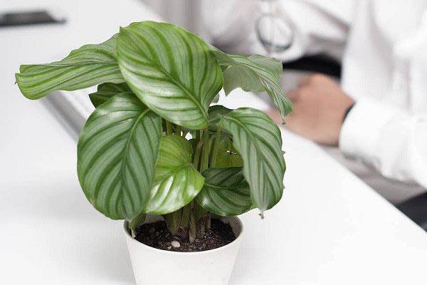 Top 5 cung Hoàng đạo thành công lớn nhờ bản lĩnh kiên cường, tâm lý vững vàng-1