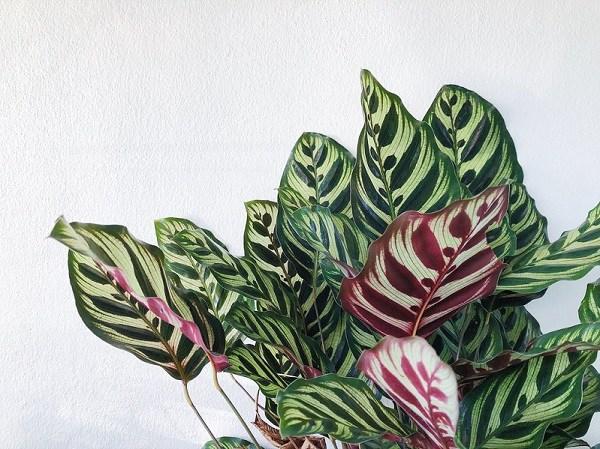 Cây đuôi công lọc không khí cực đỉnh, dân văn phòng nhất định phải có ngay-1