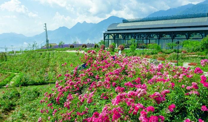 Lên Sapa ghé thăm thung lũng hoa hồng lớn nhất Việt Nam-1