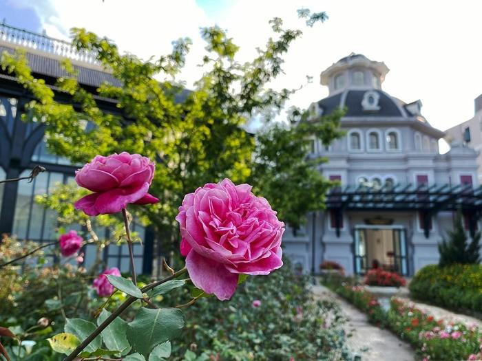 Lên Sapa ghé thăm thung lũng hoa hồng lớn nhất Việt Nam-4