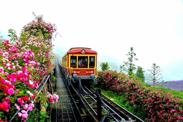 Lên Sapa ghé thăm thung lũng hoa hồng lớn nhất Việt Nam-6