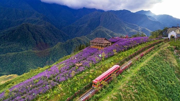 Lên Sapa ghé thăm thung lũng hoa hồng lớn nhất Việt Nam-7