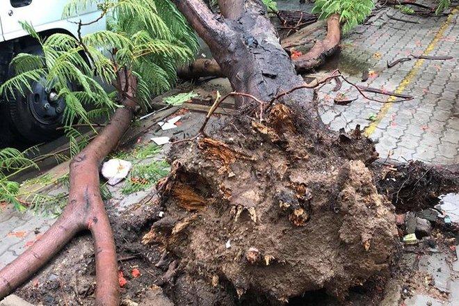 Cây phượng đổ trong sân trường tiểu học ở Bình Dương-3