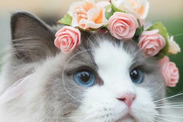 Nếu muốn cả đời sống hạnh phúc, an yên, nhất định phải chọn 3 con giáp này làm vợ-4