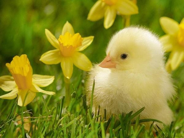 Giữ gìn vẻ đẹp của mình chính là chìa khóa mang đến vận may và sự giàu có cho 3 con giáp này-2