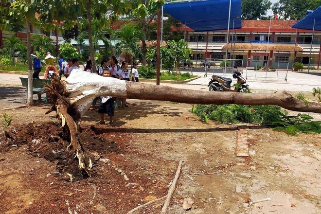 Cây phượng đổ trong sân trường tiểu học ở Bình Dương-1