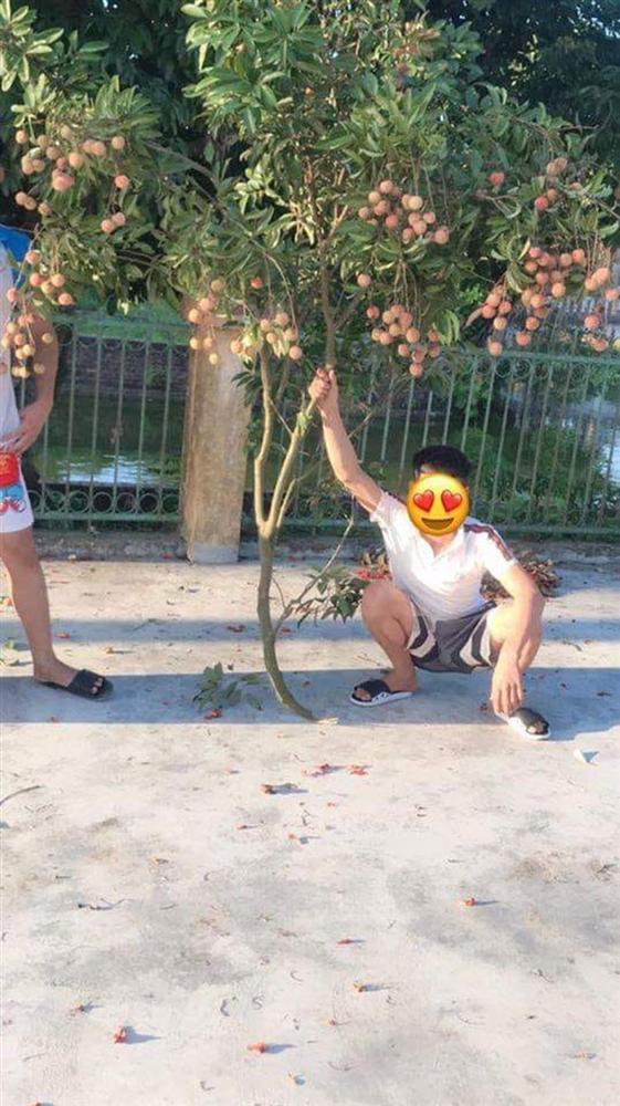 Thanh niên trộm vải full cành như bứng cả nửa cây gây phẫn nộ-1