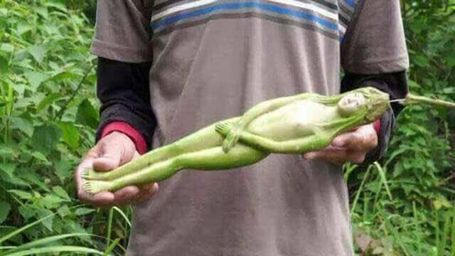 Loài cây có quả hệt cô gái khỏa thân, chỉ rung lên khi nam giới chạm: Thực hư thế nào?-4