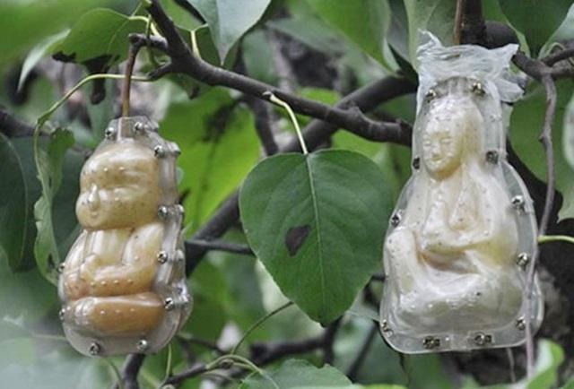 Loài cây có quả hệt cô gái khỏa thân, chỉ rung lên khi nam giới chạm: Thực hư thế nào?-6