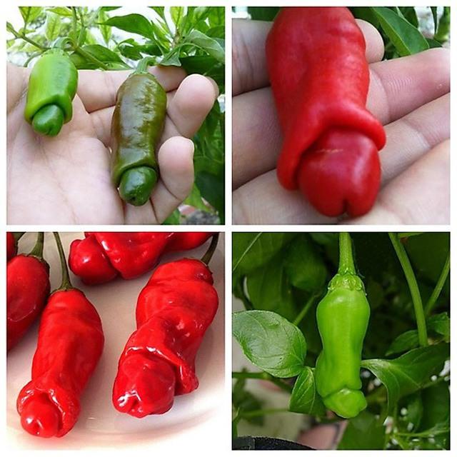 Loài cây có quả hệt cô gái khỏa thân, chỉ rung lên khi nam giới chạm: Thực hư thế nào?-8