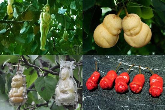 Loài cây có quả hệt cô gái khỏa thân, chỉ rung lên khi nam giới chạm: Thực hư thế nào?