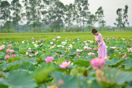 'Đã mắt' với 5 điểm ngắm sen tuyệt đẹp quanh Hà Nội, nhất định phải ghé đến