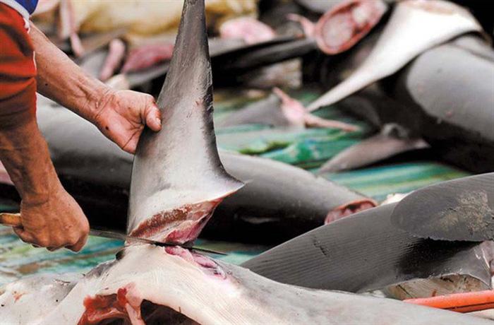 Ngọc Trinh tẩm bổ cho người giúp việc món ăn nhà giàu: Bổ béo cỡ nào?-3