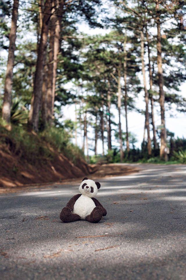 Chàng trai 9X đưa gấu bông đi du hí khắp Đà Lạt-6