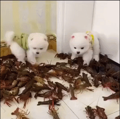 Dân mạng kêu gọi báo cáo kênh Tik Tok làm video ngược đãi động vật-1