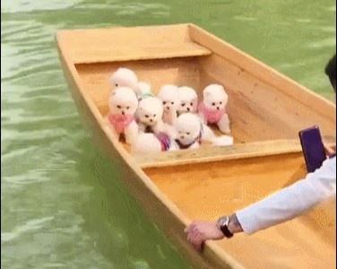 Dân mạng kêu gọi báo cáo kênh Tik Tok làm video ngược đãi động vật-2