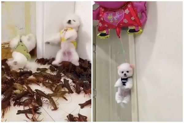 Chàng trai phơi chó trên móc treo, dân mạng tranh cãi kịch liệt-5