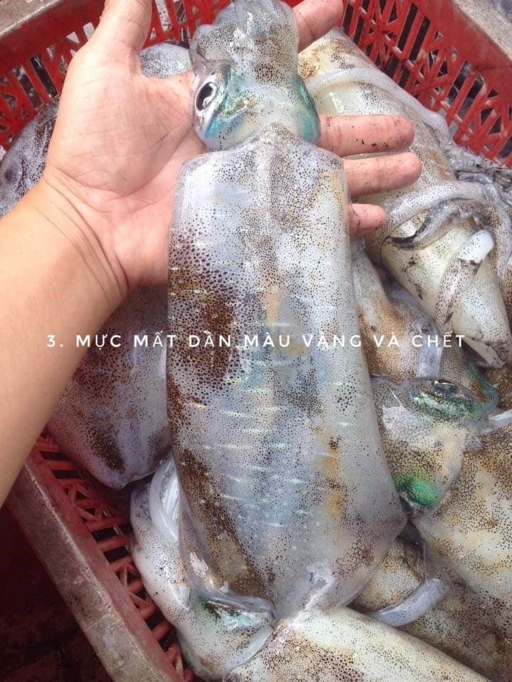 Cách chọn mực lá cho chuẩn, vụng mấy cũng làm được-3