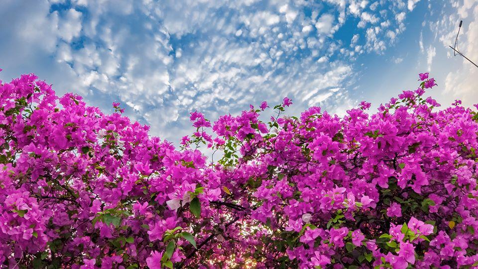 Bạn gái cũ Quang Hải tạo dáng xinh đẹp trên con đường hoa giấy nổi khắp mạng xã hội-3