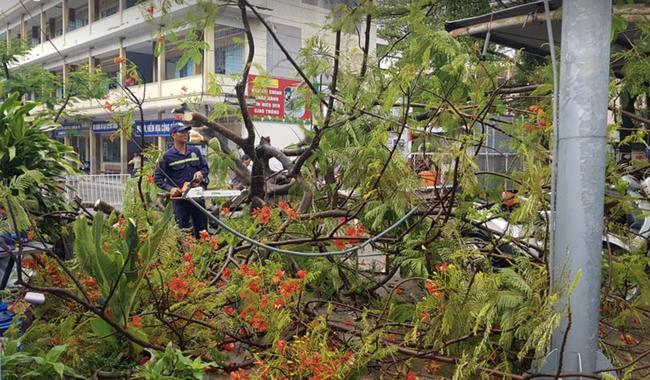 Mưa lớn kèm gió mạnh khiến phượng lại bật gốc, 3 nữ sinh ở Đồng Nai bị đè xây xát-5
