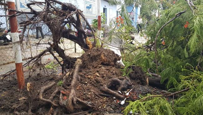 Mưa lớn kèm gió mạnh khiến phượng lại bật gốc, 3 nữ sinh ở Đồng Nai bị đè xây xát-6