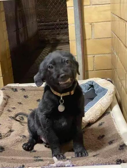 Chú chó bị bỏ rơi nở nụ cười toe toét với hi vọng có người đến nhận nuôi khiến cộng đồng mạng tan chảy-1