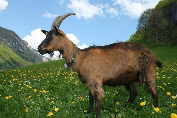 Từ tháng 6, những con giáp này sẽ đón chờ một bước ngoặt lớn trong đời-3