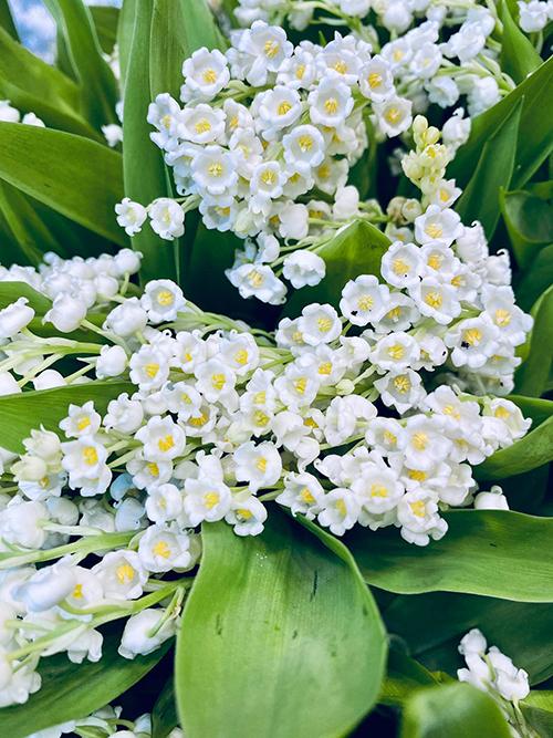 Ý nghĩa hoa cầm tay, cài áo của vợ chồng Công Phượng-7