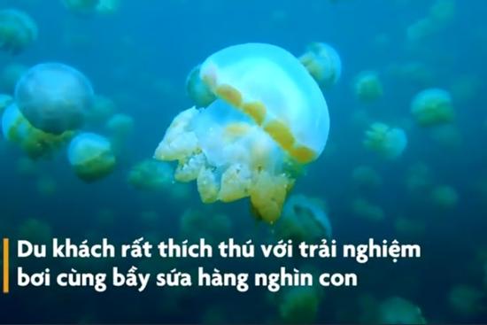 Bơi lội giữa hồ nước mặn có 700.000 con sứa