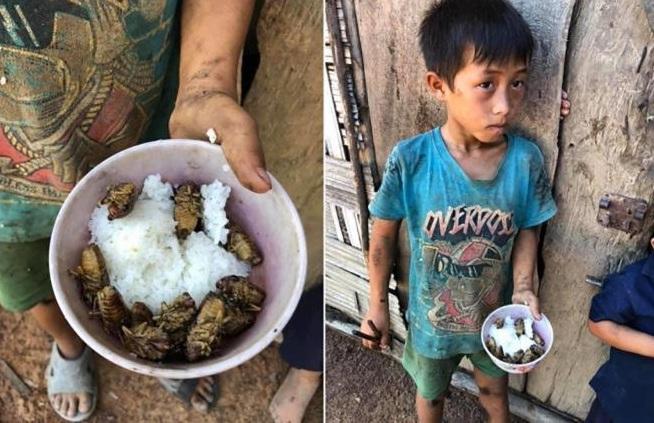 Thực hư thông tin 4 đứa trẻ chia nhau bát cơm ăn chung với xác ve sầu-1