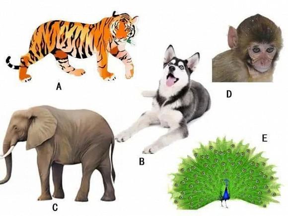 Kiểm tra tâm lý: Chọn một con vật để ra khỏi rừng và ai mới là người quan trọng nhất trong tâm trí bạn-1