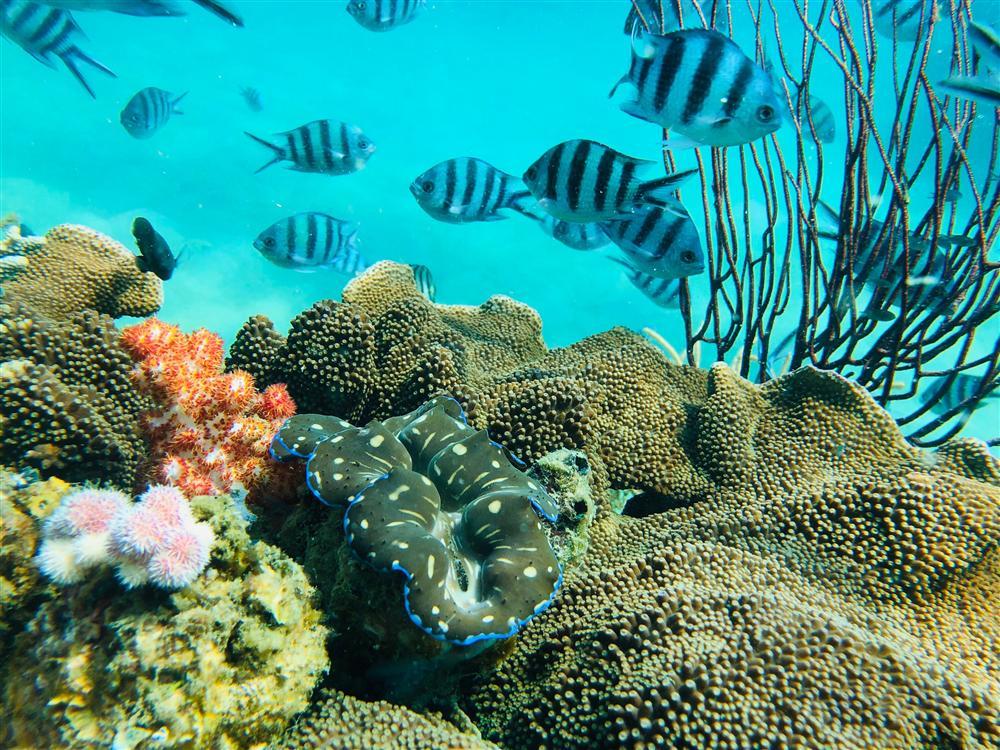 Hè này tít mít tại Phú Quốc, nghe chuyên gia du lịch trải nghiệm lặn biển ngắm san hô-2