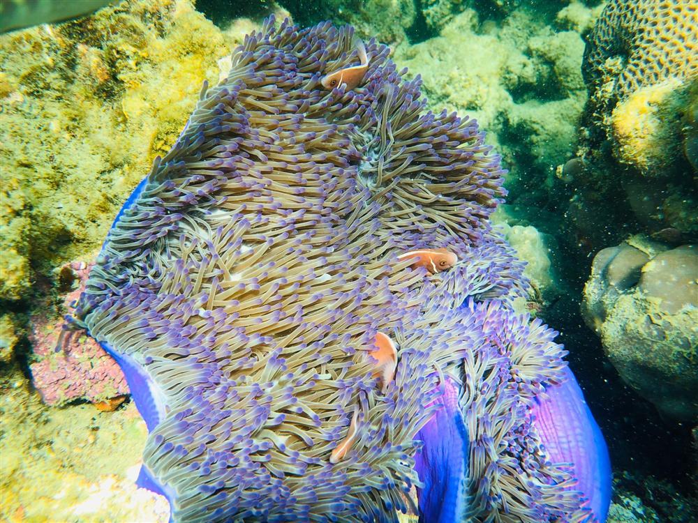 Hè này tít mít tại Phú Quốc, nghe chuyên gia du lịch trải nghiệm lặn biển ngắm san hô-3