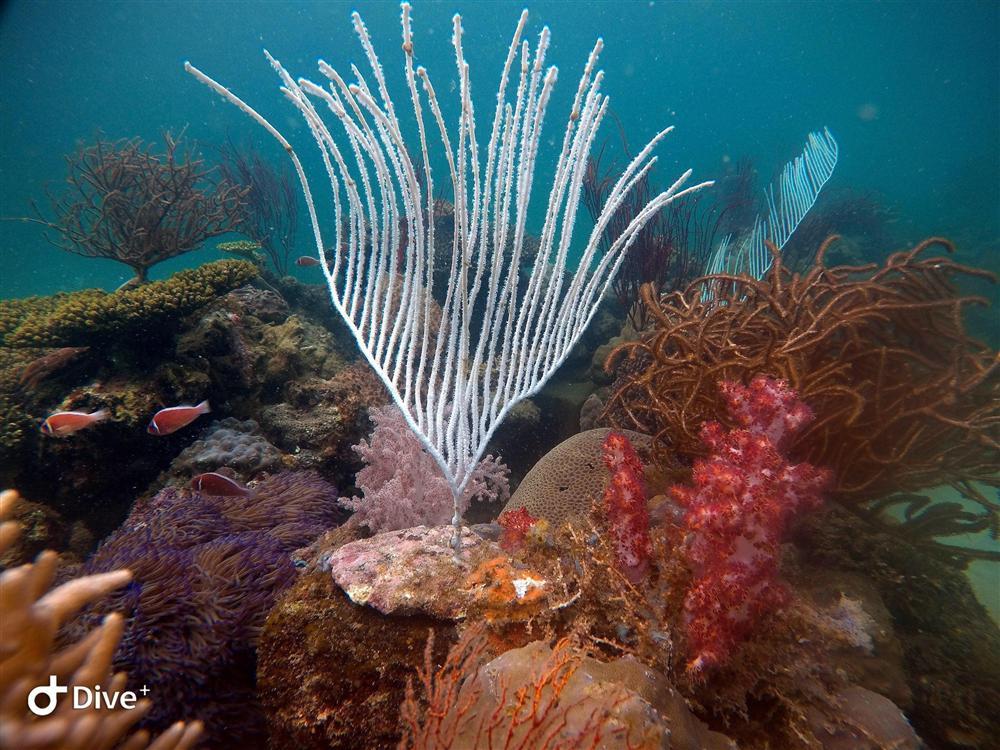 Hè này tít mít tại Phú Quốc, nghe chuyên gia du lịch trải nghiệm lặn biển ngắm san hô-4