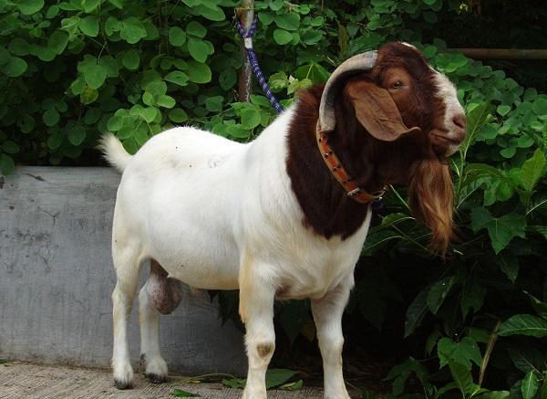 Lý do 4 con giáp này hối hận vì khi ngồi trên giảng đường đã không học hành chăm chỉ-4