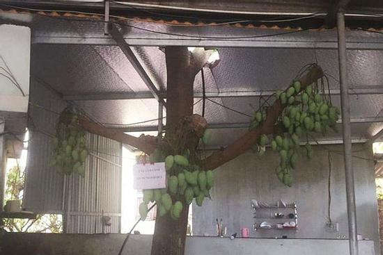 Cây xoài mọc trong nhà cụt cả cành nhưng vẫn 'mắn đẻ', quả sai chi chít