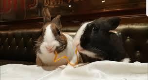 Ông chủ tổ chức đám cưới thỏ gây sốt MXH trong khách sạn mùa covid-19 vắng như nghĩa trang-1