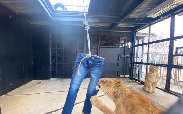 Quần jeans bị sư tử xé rách có giá 639 USD-1