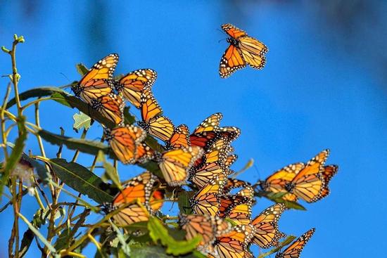 Thung lũng bướm hàng triệu con tại Trung Quốc