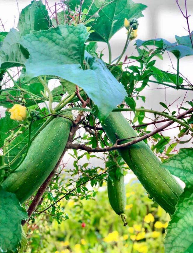 Nhà vườn rộng rãi tràn ngập cây trái của sao Việt-4