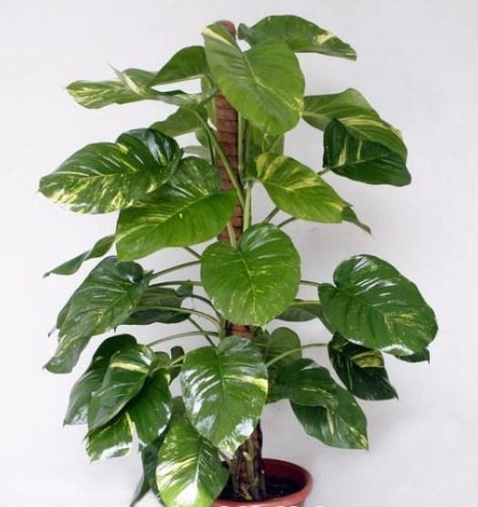 Đặt cây vạn niên thanh ở đâu trong nhà mới sai tài, đắc lộc, cả nhà may mắn?-3