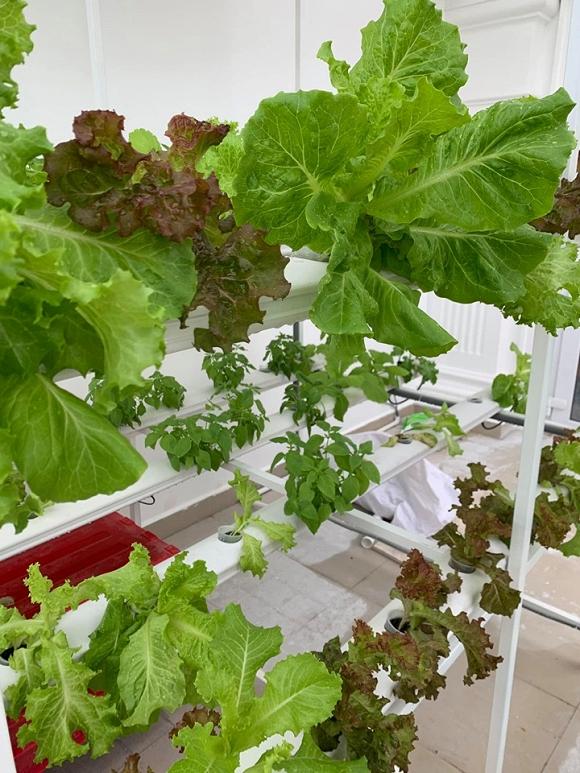 Nhà vườn rộng rãi tràn ngập cây trái của sao Việt-21