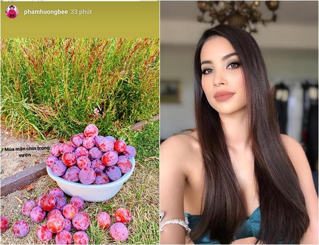 Mở lại Instagram, Phạm Hương chỉ đăng ảnh hoa quả chứ không khoe mặt-1