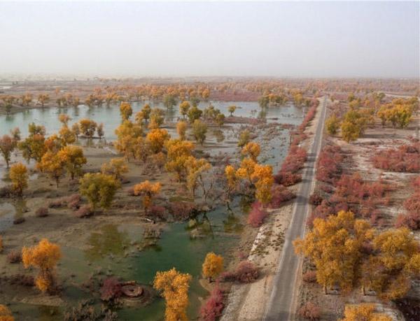 Ngất ngây con đường rừng xanh lá đỏ trên nền cát trắng đẹp như tranh-6