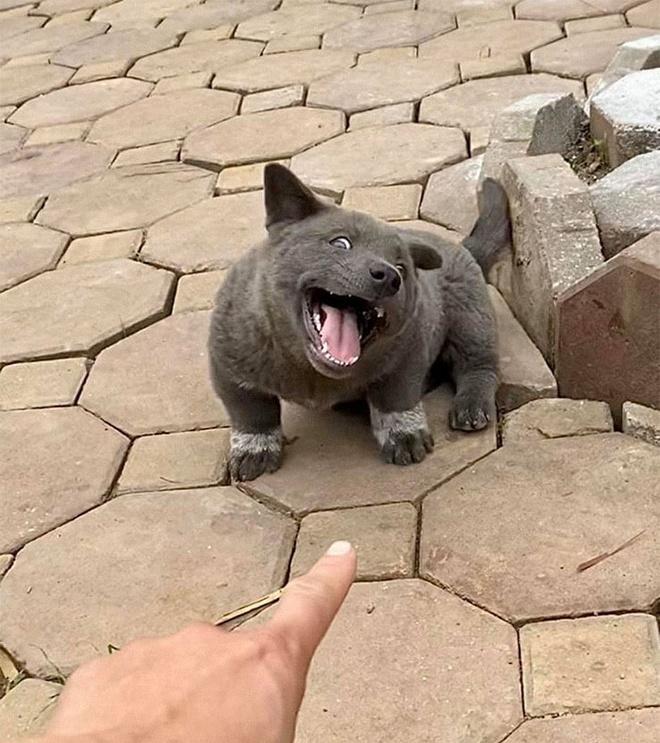 Vẻ ngoài hiện tại của chú chó tên Dúi từng nổi đình đám-1