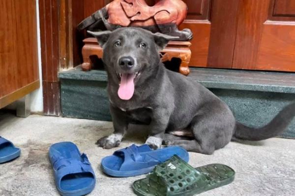 Chỉ hỏi đúng một câu Bố họ Tô, đặt con tên gì?, 2.000 câu trả lời cười muốn tắt thở-3