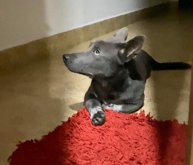 Vẻ ngoài hiện tại của chú chó tên Dúi từng nổi đình đám-5